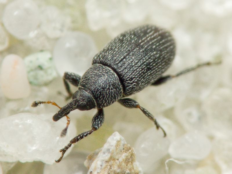 Gymnetron melanarium Germar, 1821